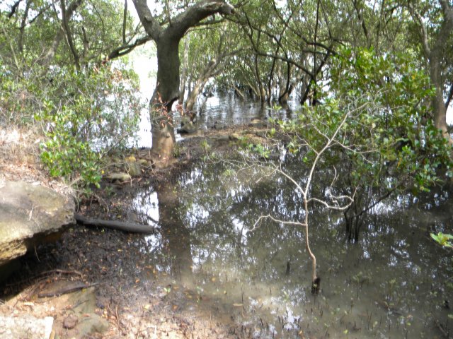 Salt Pan  Creek, site of 1930s landing stage